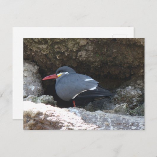 Inca Tern Briefkaart (Voorkant / Achterkant)