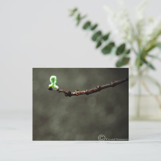 Inchworm Briefkaart (Staand voorkant)