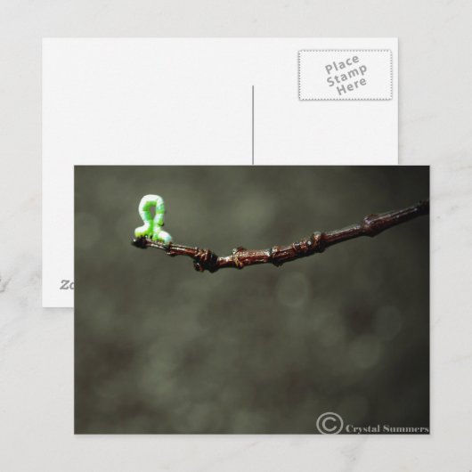 Inchworm Briefkaart (Voorkant / Achterkant)