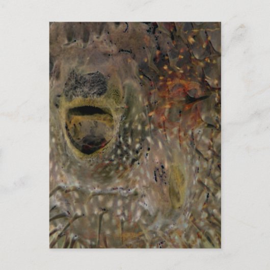 Incidentele blaaspijp briefkaart (Voorkant)