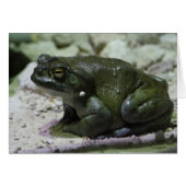 Incilius alvarius (Voorkant Horizontaal)