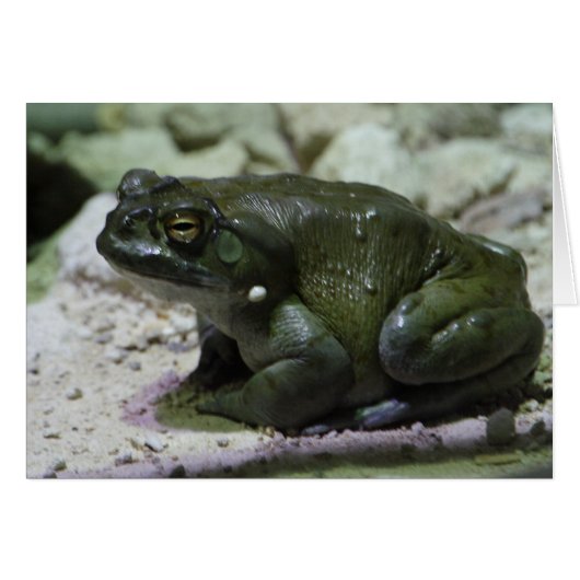 Incilius alvarius (Voorkant Horizontaal)