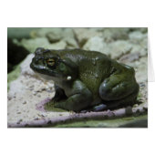 Incilius alvarius (Voorkant Horizontaal)