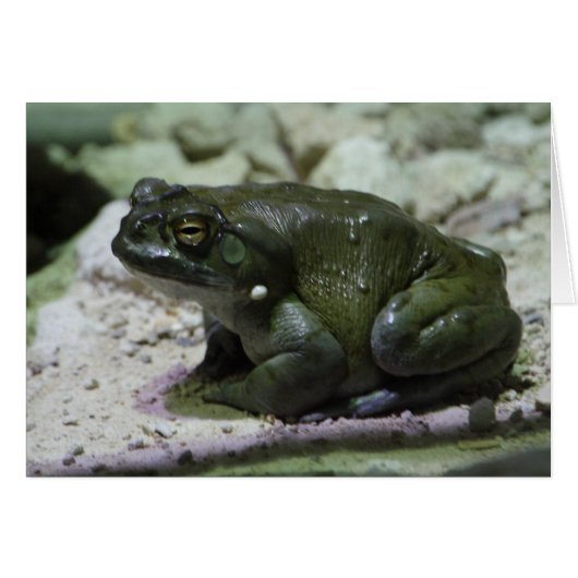 Incilius alvarius (Voorkant Horizontaal)