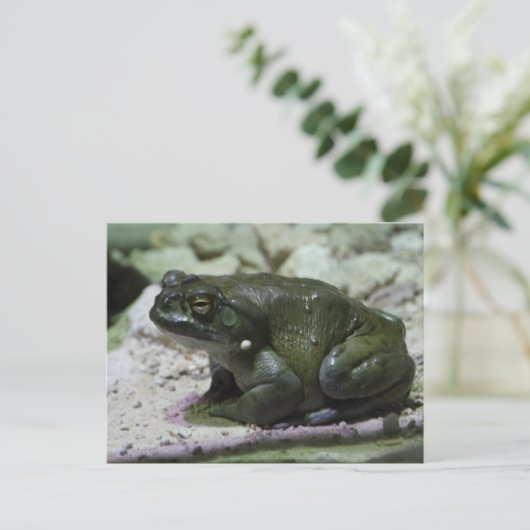 Incilius alvarius briefkaart (Staand voorkant)