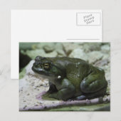 Incilius alvarius briefkaart (Voorkant / Achterkant)