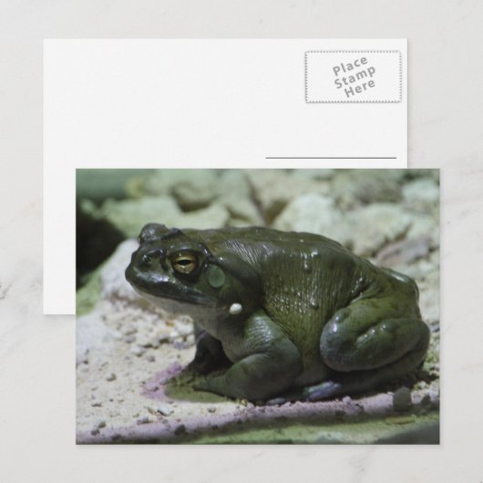 Incilius alvarius briefkaart (Voorkant / Achterkant)