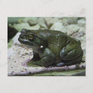 Incilius alvarius briefkaart