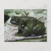 Incilius alvarius briefkaart (Voorkant)