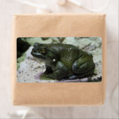 Incilius alvarius etiket (Insitu)