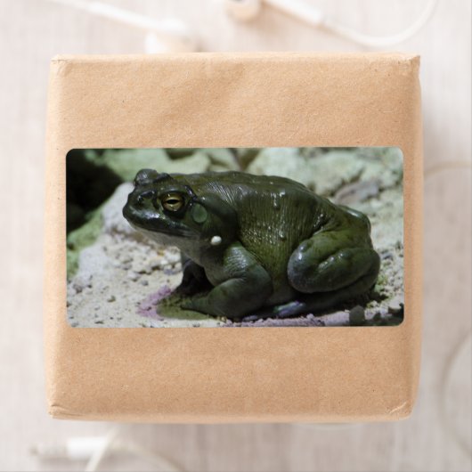 Incilius alvarius etiket (Insitu)