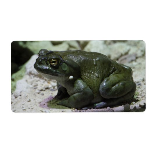 Incilius alvarius etiket (Voorkant)