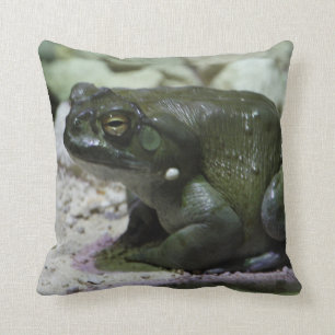 Incilius alvarius kussen