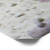 Incilius alvarius poster (Hoek)