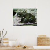 Incilius alvarius poster (Keuken)