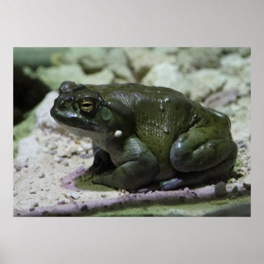 Incilius alvarius poster (Voorkant)