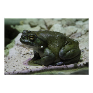 Incilius alvarius poster