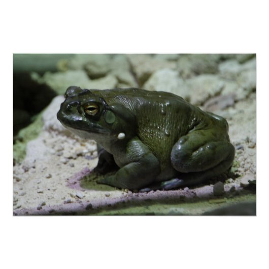 Incilius alvarius poster (Voorkant)