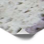 Incilius alvarius poster (Hoek)