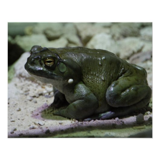 Incilius alvarius poster (Voorkant)