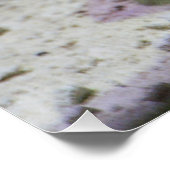 Incilius alvarius poster (Hoek)