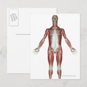 Indeling van alle spieren in het menselijk lichaam briefkaart (Voorkant / Achterkant)
