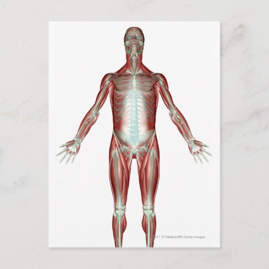 Indeling van alle spieren in het menselijk lichaam briefkaart (Voorkant)