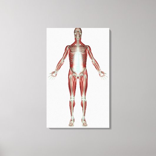 Indeling van alle spieren in het menselijk lichaam canvas afdruk (Voorkant)