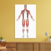 Indeling van alle spieren in het menselijk lichaam canvas afdruk (Insitu (Woonkamer))