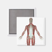 Indeling van alle spieren in het menselijk lichaam magneet (Voorkant / Achterkant)