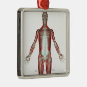 Indeling van alle spieren in het menselijk lichaam metalen ornament (Rechts)