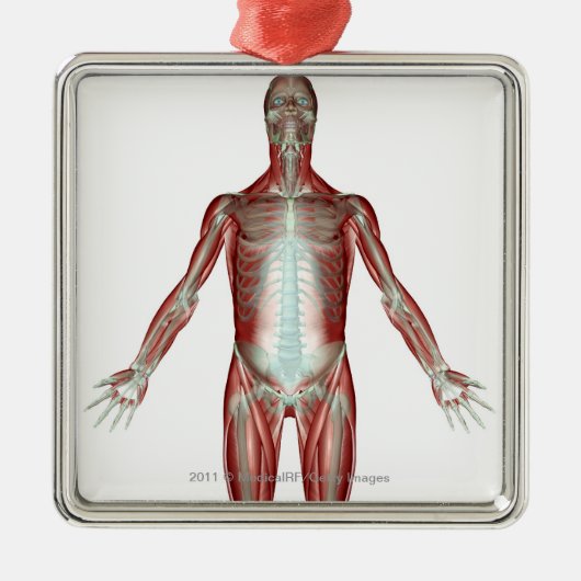 Indeling van alle spieren in het menselijk lichaam metalen ornament (Voorkant)