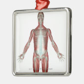 Indeling van alle spieren in het menselijk lichaam metalen ornament (Links)