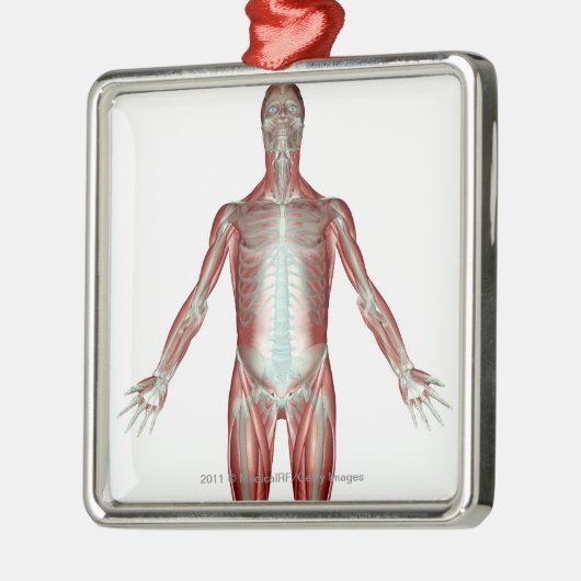 Indeling van alle spieren in het menselijk lichaam metalen ornament (Links)