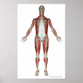 Indeling van alle spieren in het menselijk lichaam poster (Voorkant)