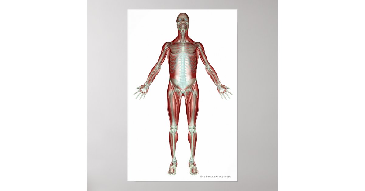Indeling van alle spieren in het menselijk lichaam poster | Zazzle.nl