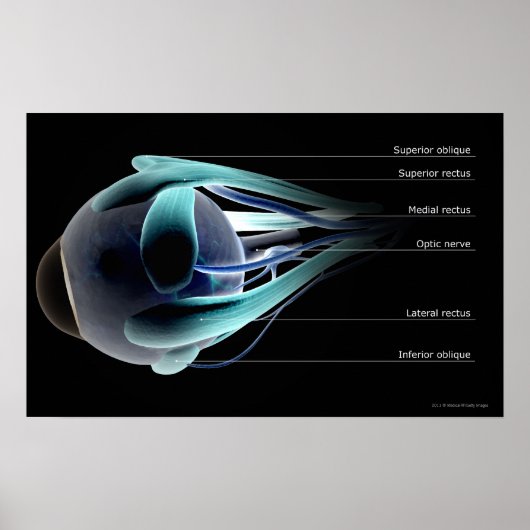 Indeling van alle spieren in het menselijk oog poster (Voorkant)