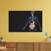 Indeling van het menselijke spijsverteringsstelsel canvas afdruk (Insitu (Woonkamer))
