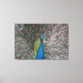 India Blauw Peacock Triptiek Canvas (Voorkant)