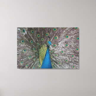 India Blauw Peacock Triptiek Canvas