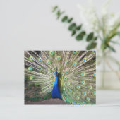 India Blue Peacock Briefkaart (Staand voorkant)
