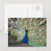 India Blue Peacock Briefkaart (Voorkant / Achterkant)