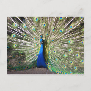 India Blue Peacock Briefkaart