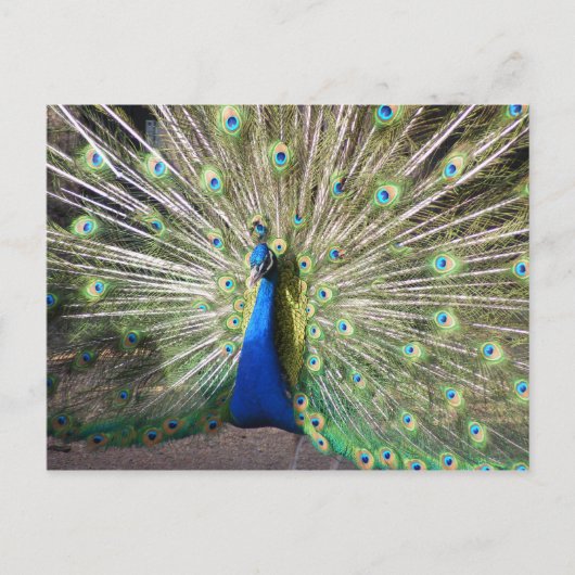 India Blue Peacock Briefkaart (Voorkant)