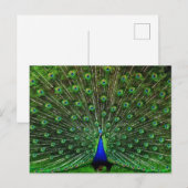 India Blue Peacock Briefkaart (Voorkant / Achterkant)