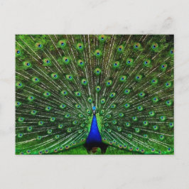 India Blue Peacock Briefkaart