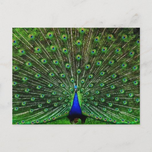 India Blue Peacock Briefkaart (Voorkant)
