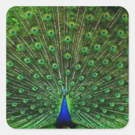 India Blue Peacock Vierkante Sticker