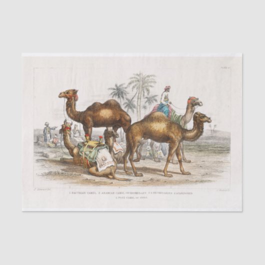 India Camels  Illustration, 1820 Decoupage Tissuepapier (Voorkant)