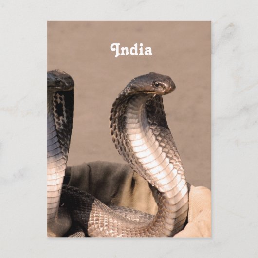 India Cobra Briefkaart (Voorkant)